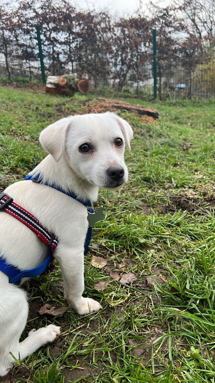 Lana — one framework agent